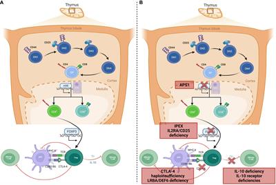 Too much of a good thing: a review of primary immune regulatory disorders